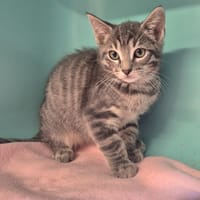 Aslan, chat à adopter