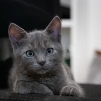 Toucan, chat à adopter
