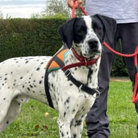 VOULZY, chien à adopter
