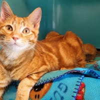 oural, chat à adopter