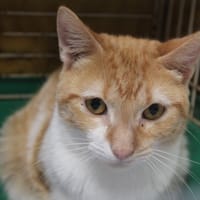 aïko, chat à adopter