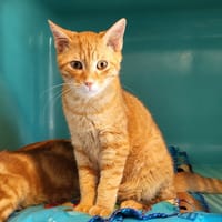 orion, chat à adopter