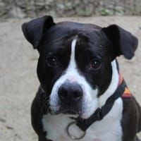 TITHAN, chien à adopter