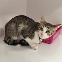 DARYL, chat à adopter