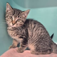 Luna, chatte à adopter