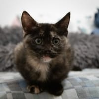 Perdrix, chatte à adopter