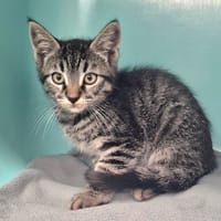 Milo, chat à adopter