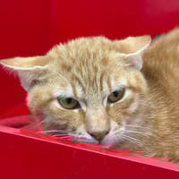 Pandda, chat à adopter