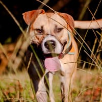 PONGO, chien à adopter