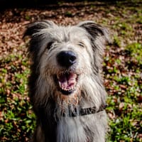 bandit, chien à adopter