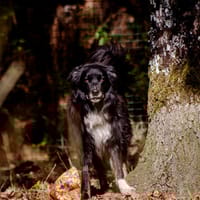 Raven (réservé), chien à adopter