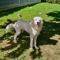 ALPHA, chien à adopter