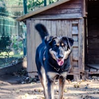 Vaya, chienne à adopter