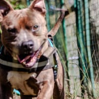 Vulcan, chien à adopter