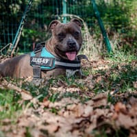 Vulcan, chien à adopter