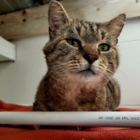 Hiro, chat à adopter