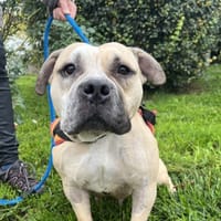 MYKONOS, chienne à adopter