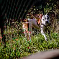 MOLLY, chienne à adopter