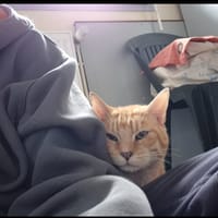 Popeye, chat à adopter
