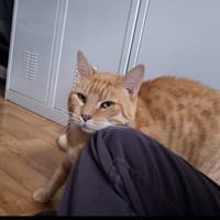 Popeye, chat à adopter