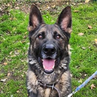 ATLAS, chien à adopter