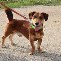 SNOOP HAA24284, chien à adopter