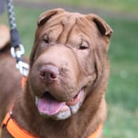 HALO, chien à adopter