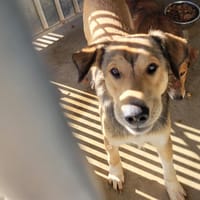 Mato, chien à adopter