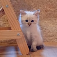SAM, chat à adopter