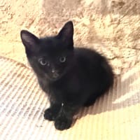 CHARLY, chat à adopter