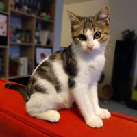 VERSO, chat à adopter