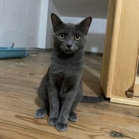 OUKILE, chat à adopter