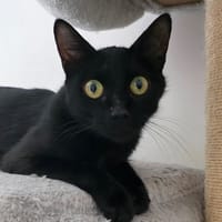 DINAH, chatte à adopter