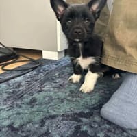 Fifi, suczka do adopcji