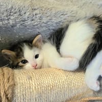 EMI, chatte à adopter