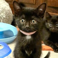 FEENA, chatte à adopter