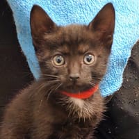 REAH, chatte à adopter