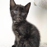 TARA, chatte à adopter