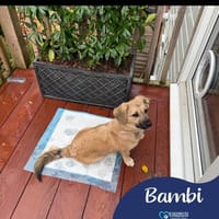Bambi, dog to adopt