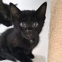 OLIVER, chat à adopter