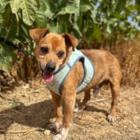 FRANKFURT  (Animalea), chien à adopter