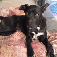 LUNITA (Rescate), chienne à adopter