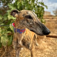 MARGARITA  (Animalea), chienne à adopter