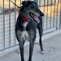 MORA, chienne à adopter