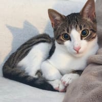 TIGRUS, chat à adopter
