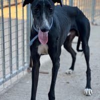 SAN LUIS, chien à adopter