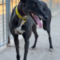 SIERRA, chienne à adopter