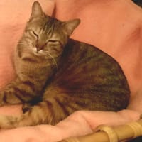 Mira, chatte à adopter