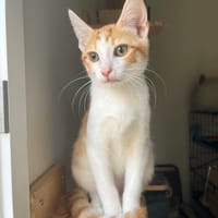 Pitch, chat à adopter