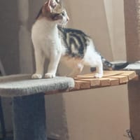 aona, chatte à adopter